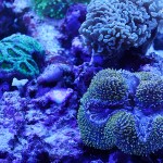 これがプロショップ!高品質で状態バッチリなミドリイシ、ハードコーラル、ソフトコーラル!