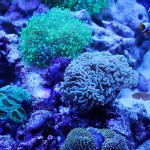 これがプロショップ!高品質で状態バッチリなミドリイシ、ハードコーラル、ソフトコーラル!