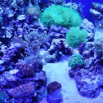 これがプロショップ!高品質で状態バッチリなミドリイシ、ハードコーラル、ソフトコーラル!