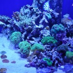 これがプロショップ!高品質で状態バッチリなミドリイシ、ハードコーラル、ソフトコーラル!