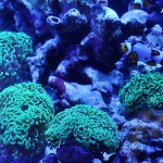 これがプロショップ!高品質で状態バッチリなミドリイシ、ハードコーラル、ソフトコーラル!