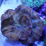 これがプロショップ!高品質で状態バッチリなミドリイシ、ハードコーラル、ソフトコーラル!