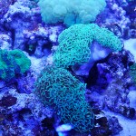 これがプロショップ!高品質で状態バッチリなミドリイシ、ハードコーラル、ソフトコーラル!