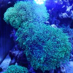 これがプロショップ!高品質で状態バッチリなミドリイシ、ハードコーラル、ソフトコーラル!