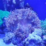 これがプロショップ!高品質で状態バッチリなミドリイシ、ハードコーラル、ソフトコーラル!