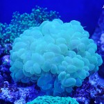 これがプロショップ!高品質で状態バッチリなミドリイシ、ハードコーラル、ソフトコーラル!