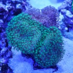 これがプロショップ!高品質で状態バッチリなミドリイシ、ハードコーラル、ソフトコーラル!