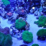 これがプロショップ!高品質で状態バッチリなミドリイシ、ハードコーラル、ソフトコーラル!