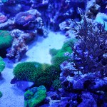 これがプロショップ!高品質で状態バッチリなミドリイシ、ハードコーラル、ソフトコーラル!