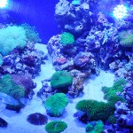 これがプロショップ!高品質で状態バッチリなミドリイシ、ハードコーラル、ソフトコーラル!