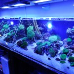 これがプロショップ!高品質で状態バッチリなミドリイシ、ハードコーラル、ソフトコーラル!