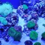 これがプロショップ!高品質で状態バッチリなミドリイシ、ハードコーラル、ソフトコーラル!