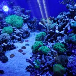 これがプロショップ!高品質で状態バッチリなミドリイシ、ハードコーラル、ソフトコーラル!