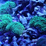 これがプロショップ!高品質で状態バッチリなミドリイシ、ハードコーラル、ソフトコーラル!