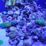 これがプロショップ!高品質で状態バッチリなミドリイシ、ハードコーラル、ソフトコーラル!