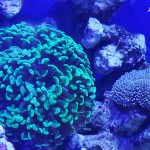 これがプロショップ!高品質で状態バッチリなミドリイシ、ハードコーラル、ソフトコーラル!