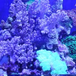 これがプロショップ!高品質で状態バッチリなミドリイシ、ハードコーラル、ソフトコーラル!