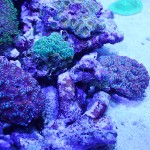 これがプロショップ!高品質で状態バッチリなミドリイシ、ハードコーラル、ソフトコーラル!