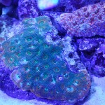 これがプロショップ!高品質で状態バッチリなミドリイシ、ハードコーラル、ソフトコーラル!