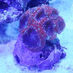 これがプロショップ!高品質で状態バッチリなミドリイシ、ハードコーラル、ソフトコーラル!