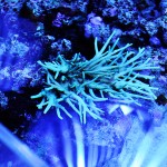 これがプロショップ!高品質で状態バッチリなミドリイシ、ハードコーラル、ソフトコーラル!