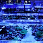 これがプロショップ!高品質で状態バッチリなミドリイシ、ハードコーラル、ソフトコーラル!