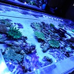 これがプロショップ!高品質で状態バッチリなミドリイシ、ハードコーラル、ソフトコーラル!