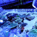 これがプロショップ!高品質で状態バッチリなミドリイシ、ハードコーラル、ソフトコーラル!