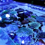 これがプロショップ!高品質で状態バッチリなミドリイシ、ハードコーラル、ソフトコーラル!