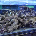 これがプロショップ!高品質で状態バッチリなミドリイシ、ハードコーラル、ソフトコーラル!