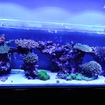 これがプロショップ!高品質で状態バッチリなミドリイシ、ハードコーラル、ソフトコーラル!