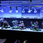 これがプロショップ!高品質で状態バッチリなミドリイシ、ハードコーラル、ソフトコーラル!