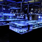 これがプロショップ!高品質で状態バッチリなミドリイシ、ハードコーラル、ソフトコーラル!