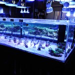 これがプロショップ!高品質で状態バッチリなミドリイシ、ハードコーラル、ソフトコーラル!