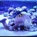 これがプロショップ!高品質で状態バッチリなミドリイシ、ハードコーラル、ソフトコーラル!