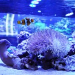 これがプロショップ!高品質で状態バッチリなミドリイシ、ハードコーラル、ソフトコーラル!