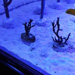 これがプロショップ!高品質で状態バッチリなミドリイシ、ハードコーラル、ソフトコーラル!