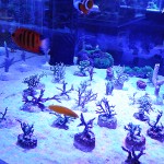 これがプロショップ!高品質で状態バッチリなミドリイシ、ハードコーラル、ソフトコーラル!