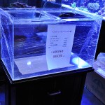 これがプロショップ!高品質で状態バッチリなミドリイシ、ハードコーラル、ソフトコーラル!