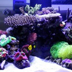 福井様　900Ｘ900Ｘ600オーバーフロー水槽