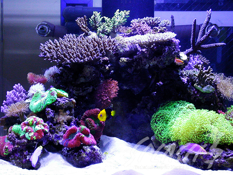 福井様　900Ｘ900Ｘ600オーバーフロー水槽