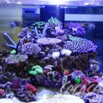 福井様　900Ｘ900Ｘ600オーバーフロー水槽