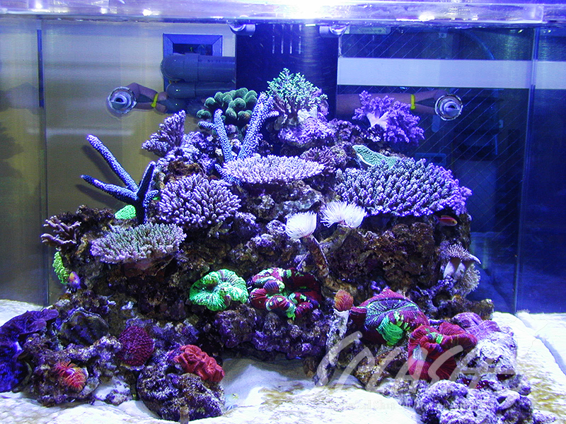 福井様　900Ｘ900Ｘ600オーバーフロー水槽