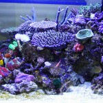 福井様　900Ｘ900Ｘ600オーバーフロー水槽