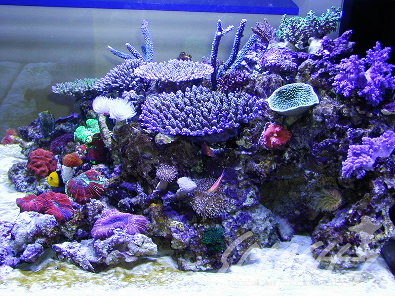 福井様　900Ｘ900Ｘ600オーバーフロー水槽