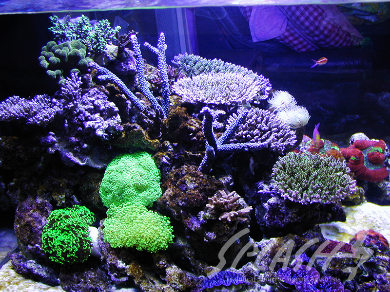 福井様　900Ｘ900Ｘ600オーバーフロー水槽