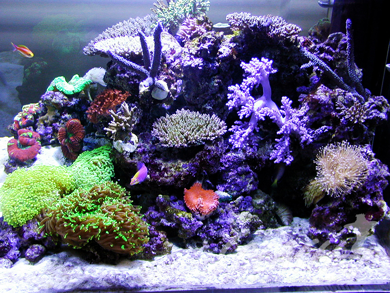 福井様　900Ｘ900Ｘ600オーバーフロー水槽