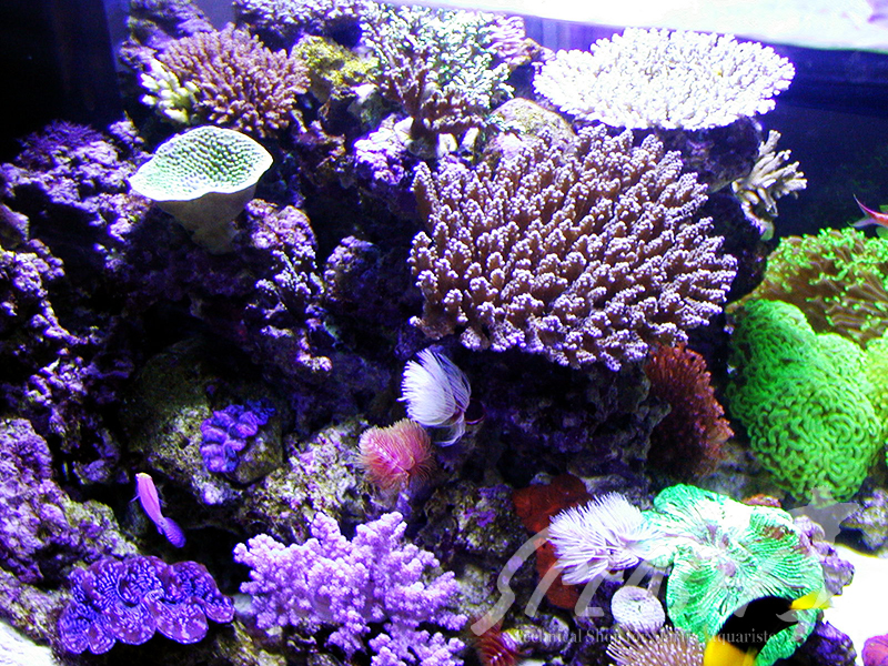 福井様　900Ｘ900Ｘ600オーバーフロー水槽