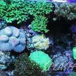 松尾様 1800Ｘ900Ｘ500オーバーフロー水槽