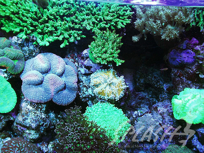 松尾様 1800Ｘ900Ｘ500オーバーフロー水槽